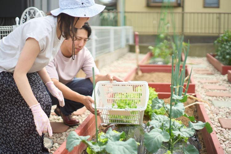 家庭菜園をするふたり